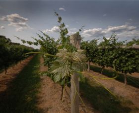 Punt Road Winery - Accommodation Rockhampton 7