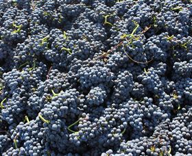 Punt Road Winery - Accommodation Rockhampton 6