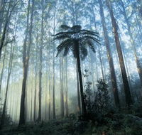 Yarra Ranges National Park - Accommodation Rockhampton