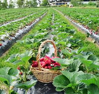 Blue Hills Berries  Cherries - Accommodation Rockhampton