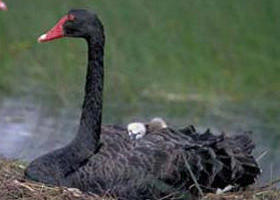  Accommodation Rockhampton