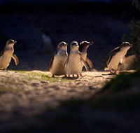 Phillip Island Nature Parks - Accommodation Rockhampton