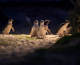 Phillip Island Nature Parks - Accommodation Rockhampton 0