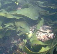 Churchill Island Marine National Park - Accommodation Rockhampton