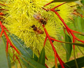 Ungulla Country Garden - Accommodation Rockhampton 6
