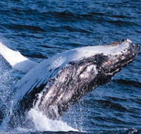 Sydney Eco Whale Watching - Accommodation Rockhampton