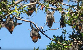 Blackbutt Reserve - Accommodation Rockhampton 1