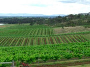 Hunter Vineyard Tours - Accommodation Rockhampton 2