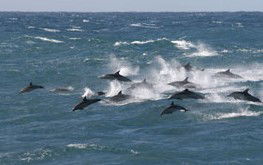 Tamboi Queen Cruises - Accommodation Rockhampton 0