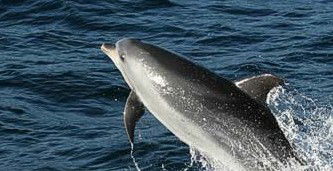 Tamboi Queen Cruises - Accommodation Rockhampton 2