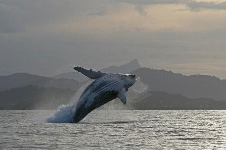 Byron Bay Whale Watching - Accommodation Rockhampton 1