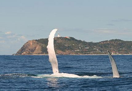 Byron Bay Whale Watching - Accommodation Rockhampton 3