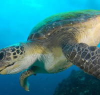 Byron Bay Dive Centre - Accommodation Rockhampton
