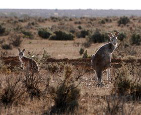 Silver City Tours - Accommodation Rockhampton 1