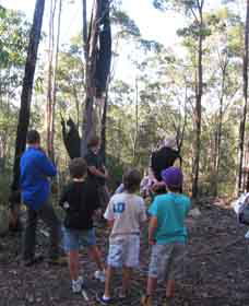 Boronia Tours - Accommodation Rockhampton 1