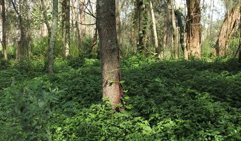 Second Ponds Creek Walk - Accommodation Rockhampton 1