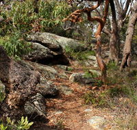 Box Head track - Accommodation Rockhampton