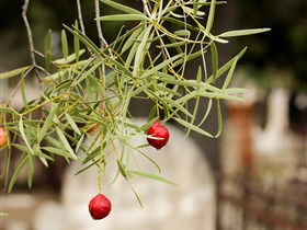 West Terrace Cemetery - Accommodation Rockhampton 3