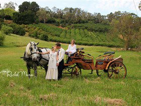 Classic Carriage Drives - Accommodation Rockhampton 2