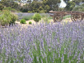 Emu Bay Lavender - Accommodation Rockhampton 3