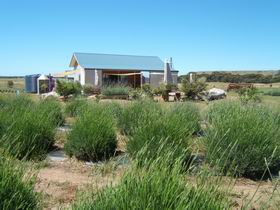 Emu Bay Lavender - Accommodation Rockhampton 1