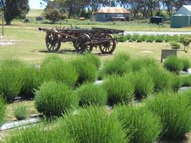 Emu Bay Lavender - Accommodation Rockhampton 2