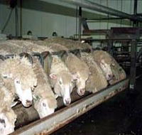 Island Pure Sheep Dairy And Cheese Factory - Accommodation Rockhampton