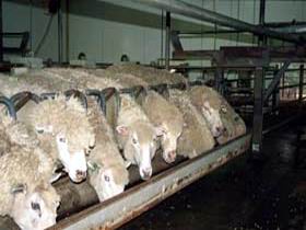 Island Pure Sheep Dairy And Cheese Factory - Accommodation Rockhampton 0