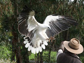 Raptor Domain - Accommodation Rockhampton 0