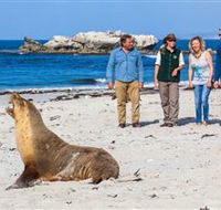 Seal Bay Conservation Park - Accommodation Rockhampton