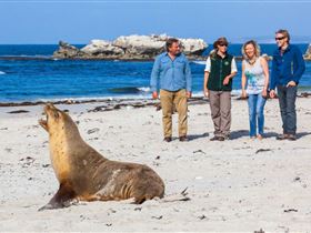 Seal Bay Conservation Park - Accommodation Rockhampton 0