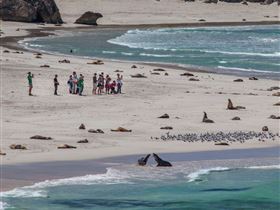 Seal Bay Conservation Park - Accommodation Rockhampton 2