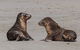 Seal Bay Conservation Park - thumb 1