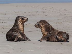 Seal Bay Conservation Park - Accommodation Rockhampton 1