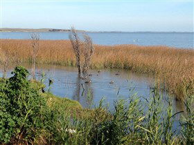 Meningie's Pelican Path - Yunti Ngopun Ngami - Accommodation Rockhampton 3