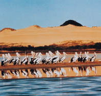 Coorong National Park - Accommodation Rockhampton
