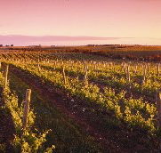 Ralph Fowler Wines - Accommodation Rockhampton