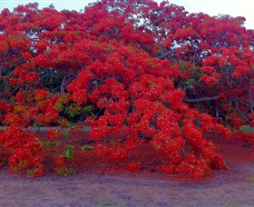 George Brown Darwin Botanic Gardens - Accommodation Rockhampton 1