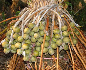 George Brown Darwin Botanic Gardens - Accommodation Rockhampton 7