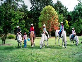 Limestone Coast Horseriding - Accommodation Rockhampton 0