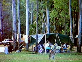 Carnarvon Gorge, Carnarvon National Park - Accommodation Rockhampton 2