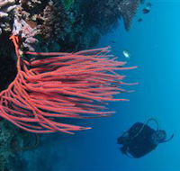 Eddy Reef Dive Site - Accommodation Rockhampton