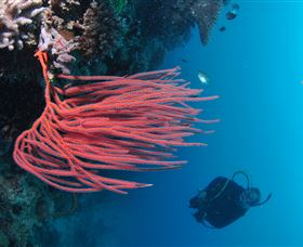 Eddy Reef Dive Site - Accommodation Rockhampton 0