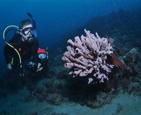 Eddy Reef Dive Site - Accommodation Rockhampton 1