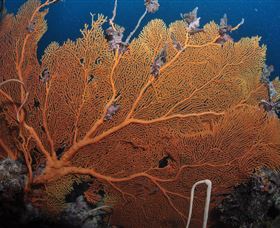 Eddy Reef Dive Site - Accommodation Rockhampton 3