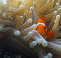 Beaver Reef Dive Site - Accommodation Rockhampton