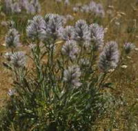 Terrick Terrick National Park - Accommodation Rockhampton