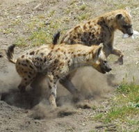 Altina Wildlife Park - Accommodation Rockhampton