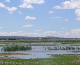 Fivebough Wetlands - Accommodation Rockhampton 0