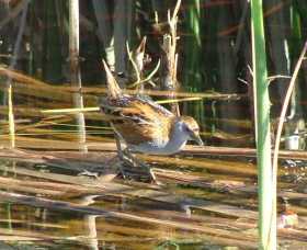 Fivebough Wetlands - Accommodation Rockhampton 1
